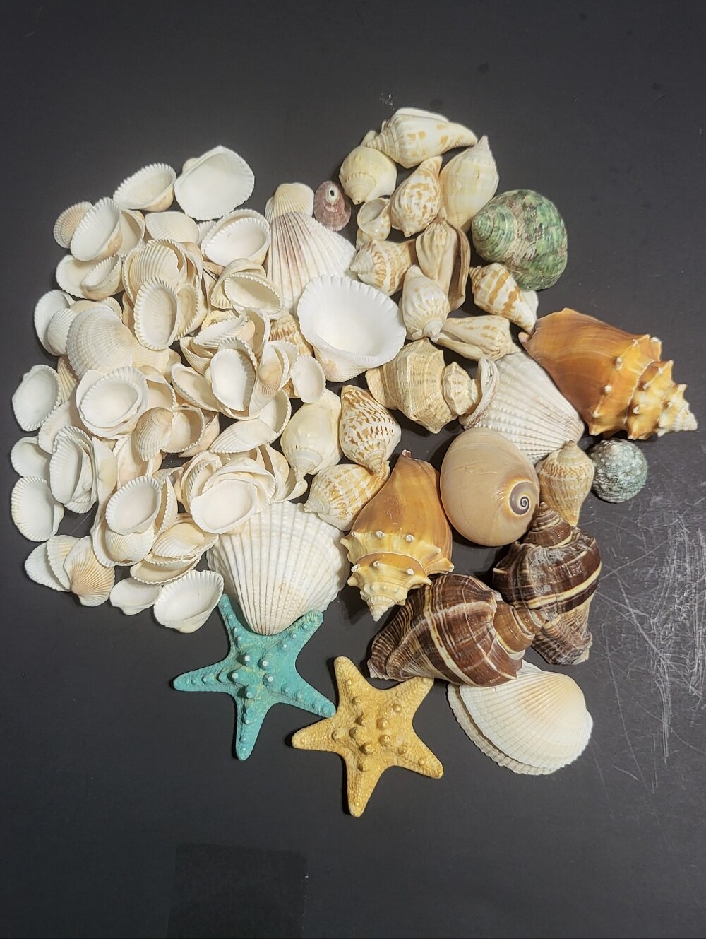 Assorted Natural Seashell and Starfish Decorative Set - White, Brown, Tan, Green